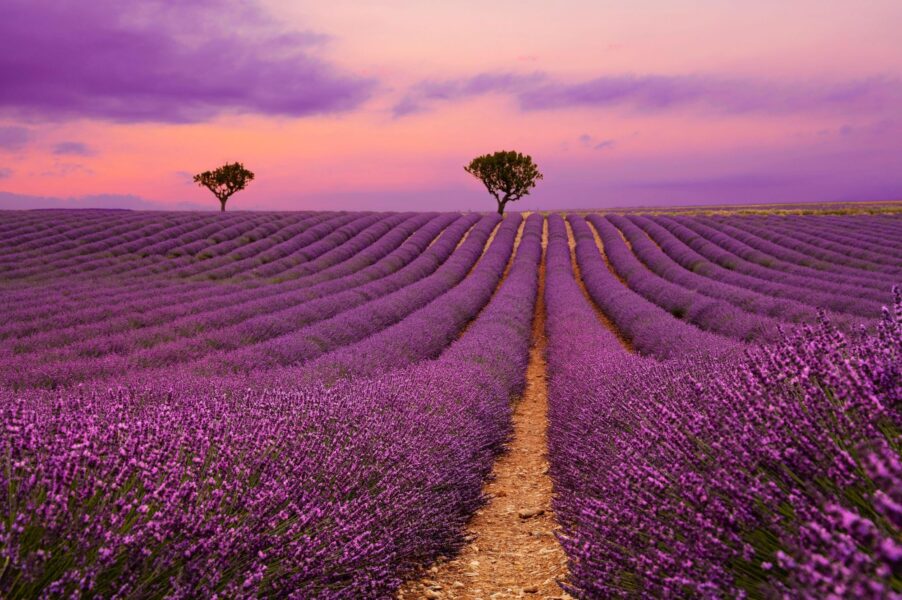 Râuri de purpură: grădini violet care îți taie respirația (galerie foto)