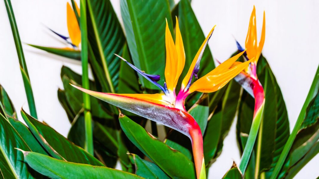 Strelitzia sau cum transformi jungla în element de design interior