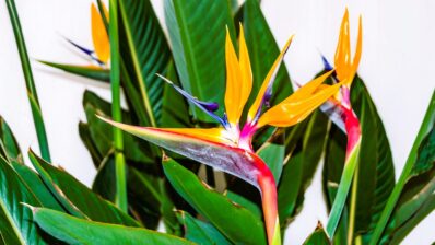 Strelitzia sau cum transformi jungla în element de design interior