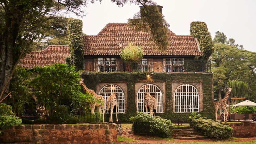 Kenya: Mic dejun cu girafele sau luxul care salvează o specie