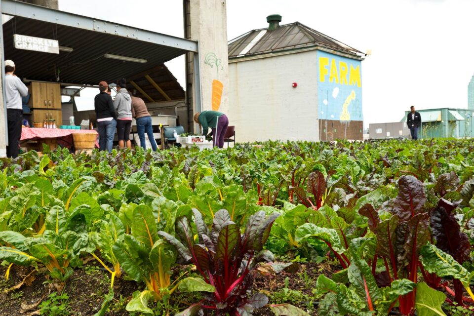 agricultură pe acoperiș