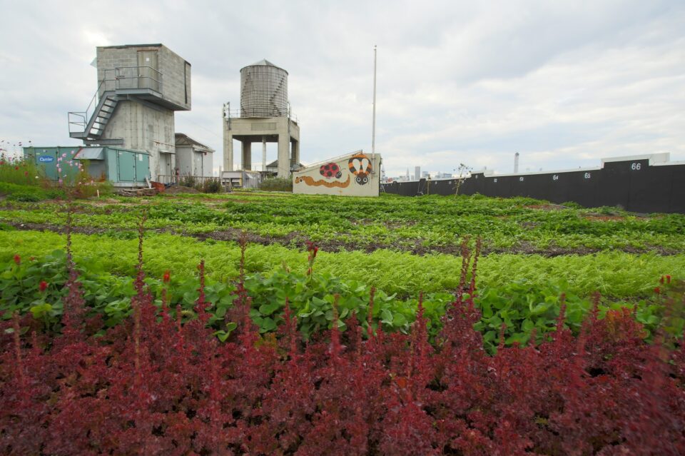 agricultură pe acoperiș
