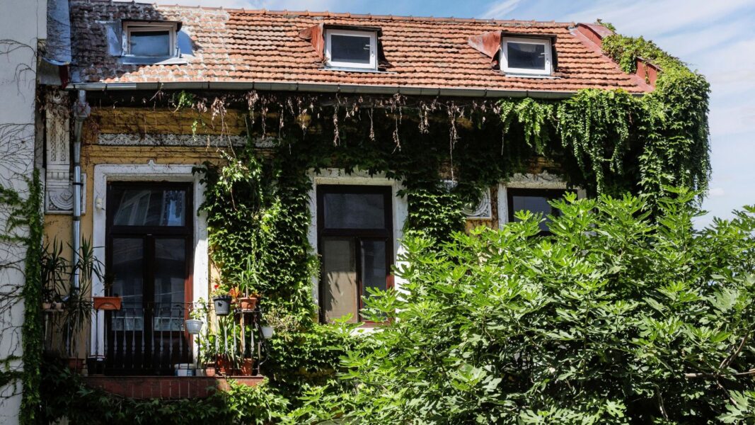 Curți mici, dar cu personalitate: cum amenajezi spații verzi sustenabile în jurul caselor din București