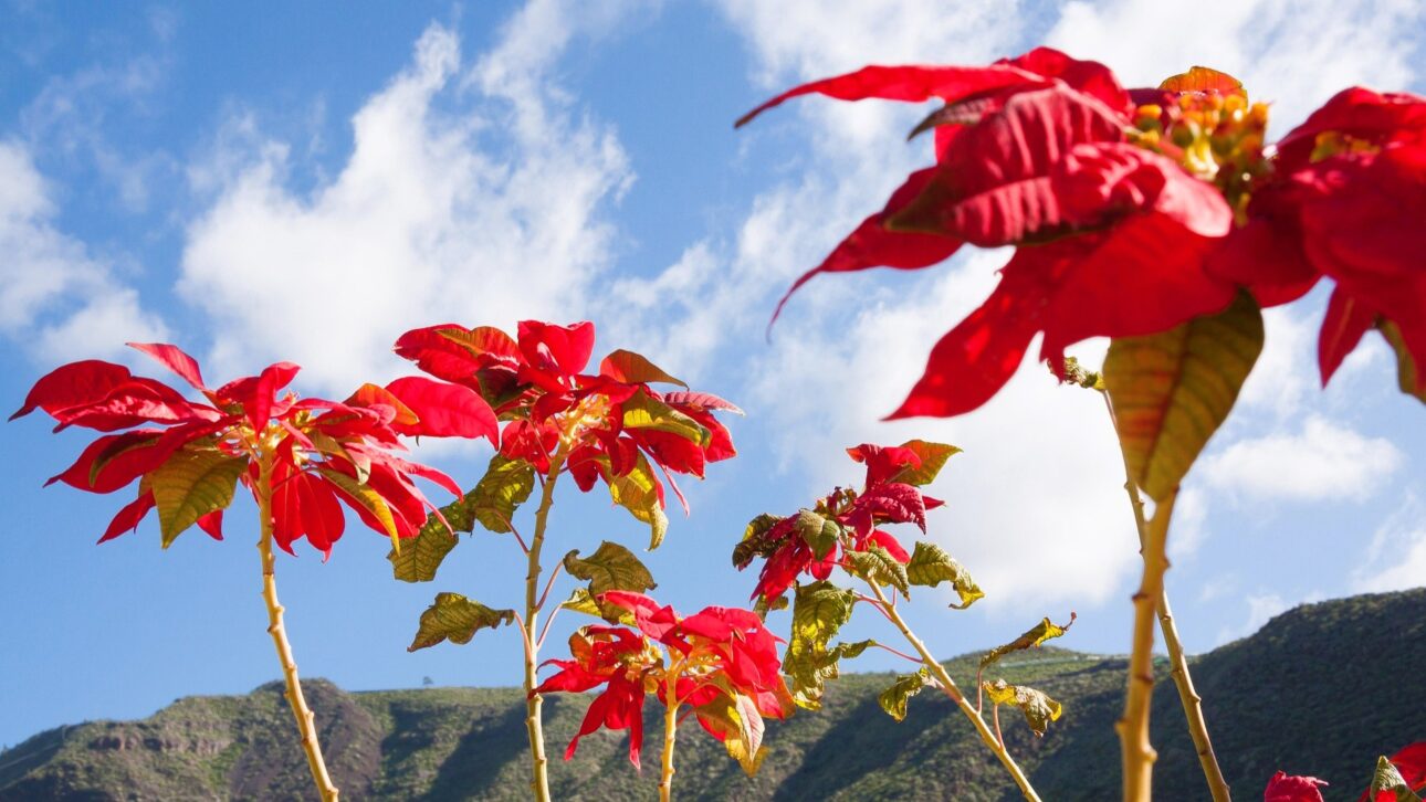 Lucruri neștiute despre cea mai cunoscută floare de Crăciun: Poinsettia