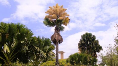 Eveniment unic: palmieri dintr-o specie rară au înflorit (galerie foto)