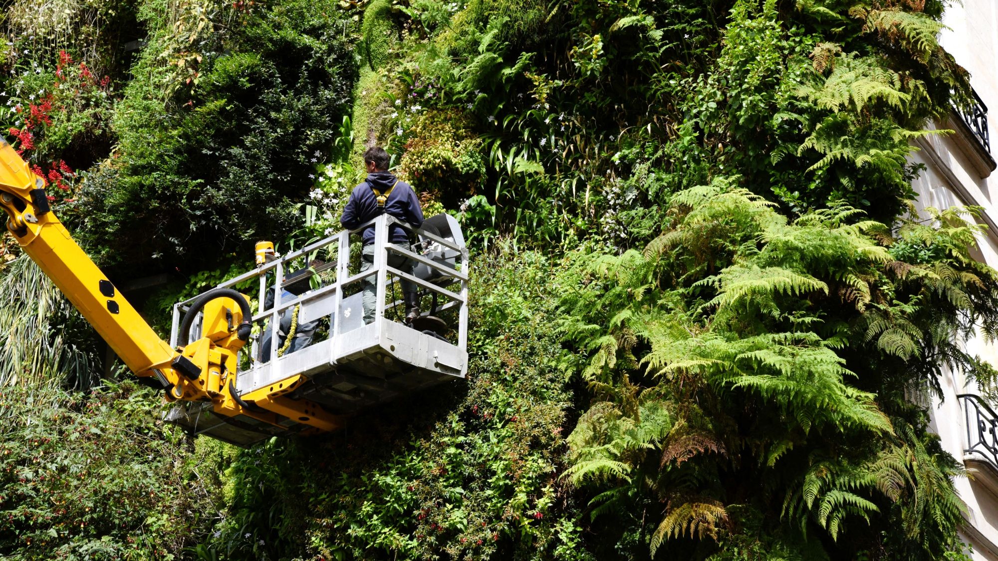 Arhitectura sustenabilă: pereții verzi și fațadele îmbrăcate în mușchi