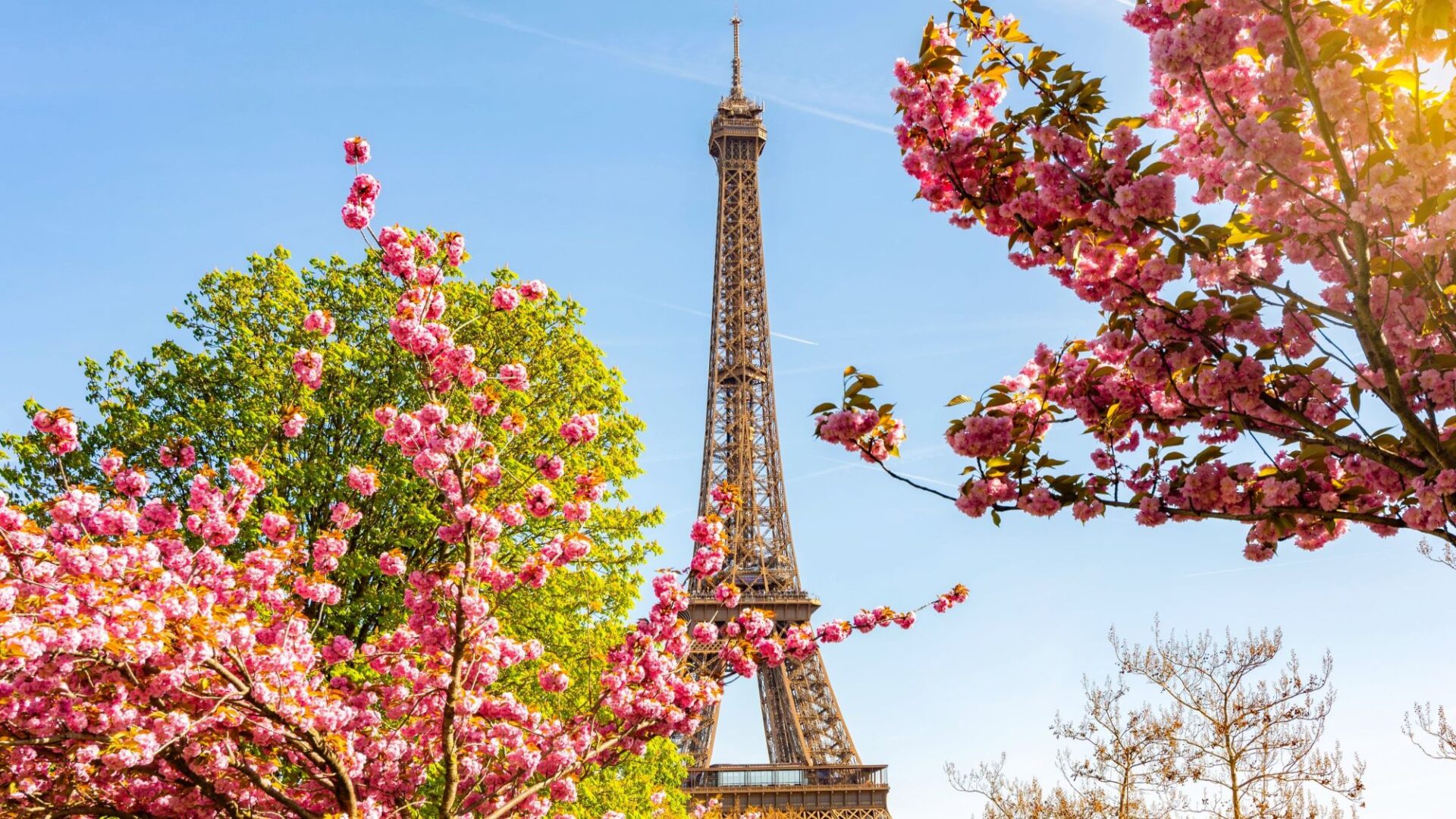 Sakura: turist în căutarea florilor de cireș (galerie foto)