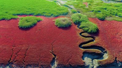 Călătorie virtuală pe plajele roșii fără nisip din Panjin (galerie foto)