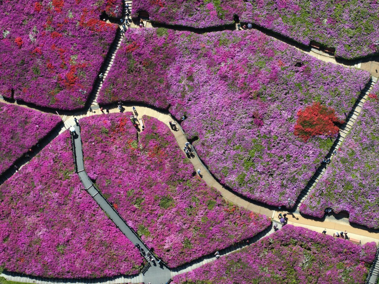 Coreea de Sud înflorește în roz: spectacolul azaleelor regale înflorite