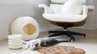 Arhitectura confortului felin: mobilier creat după regulile pisicii