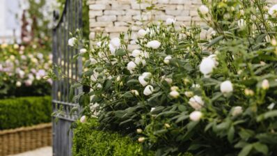5 soiuri de trandafiri David Austin® care rezistă cu succes și în România